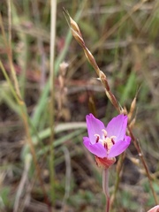 Clarkia franciscana