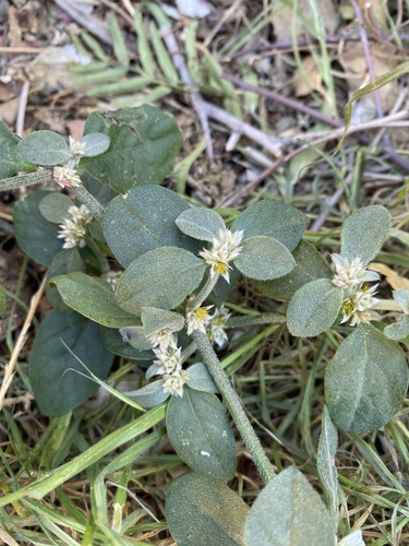 Alternanthera halimifolia, photograph 6