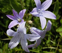 Campanula rapunculus