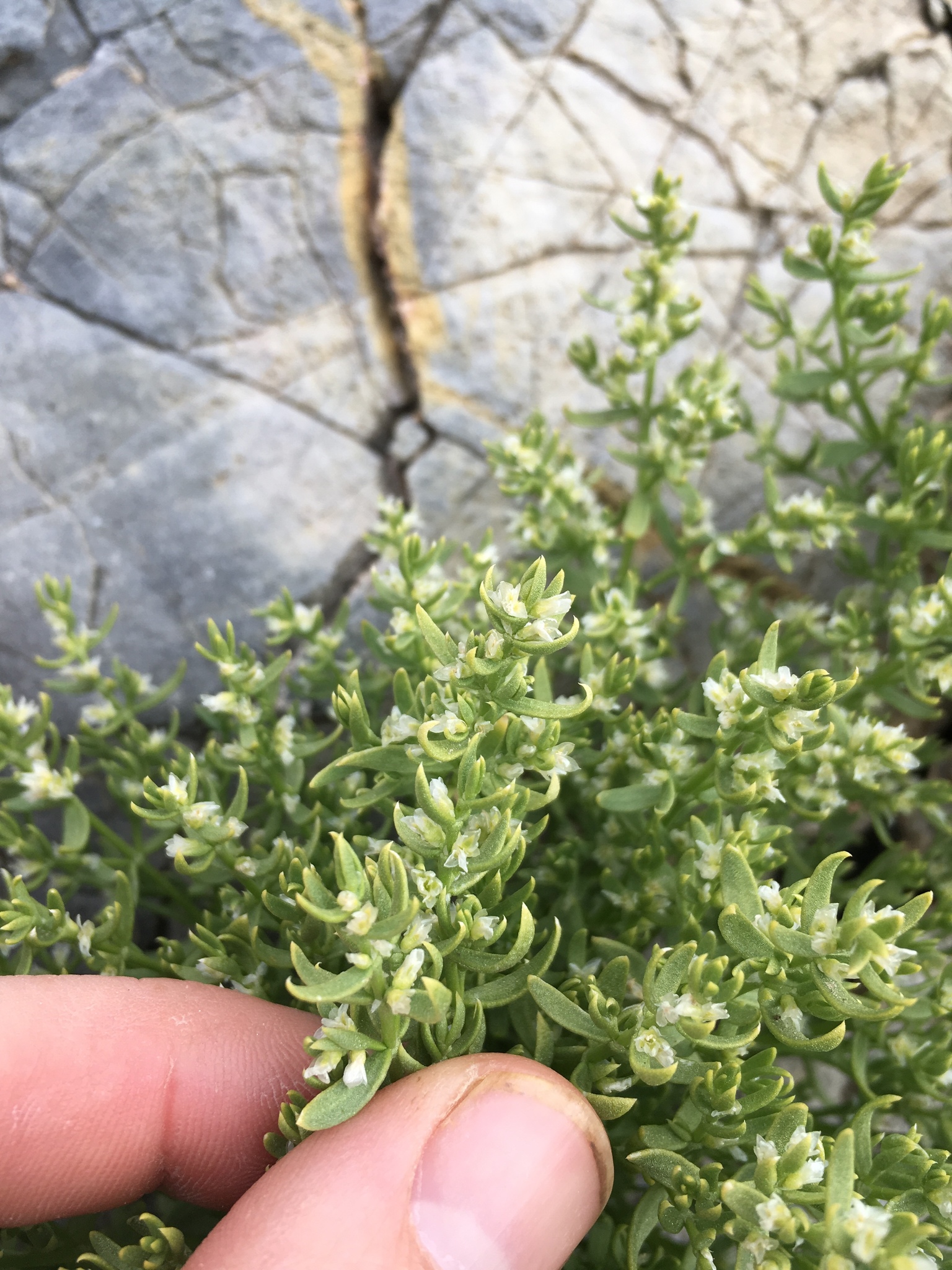 Scopulophila rixfordii