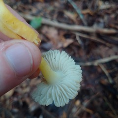 Hygrocybe caespitosa