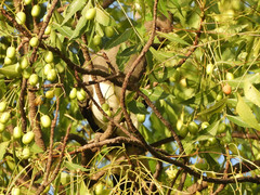 Corythaixoides leucogaster