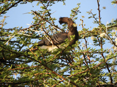 Corythaixoides leucogaster