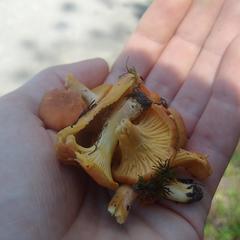 Cantharellus minor