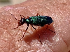 Eupompha fissiceps