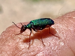 Eupompha fissiceps