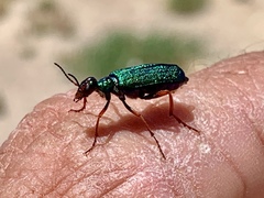 Eupompha fissiceps