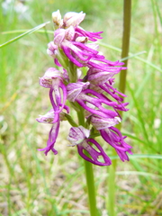 Orchis × bergonii