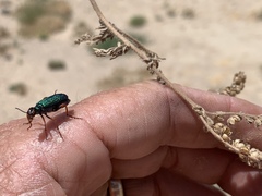 Eupompha fissiceps