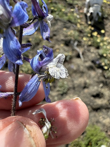 Image of Delphinium lineapetalum by no rights reserved