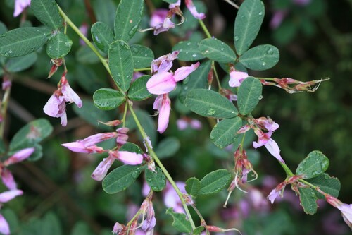Image of Lespedeza Floribunda (Lespedeza floribunda) by (c) Jiao Sun (孙娇), some rights reserved (CC BY)