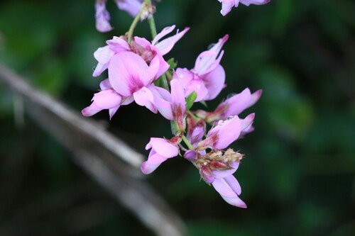 Image of Lespedeza Floribunda (Lespedeza floribunda) by (c) Jiao Sun (孙娇), some rights reserved (CC BY)