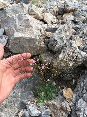 Gilia scopulorum