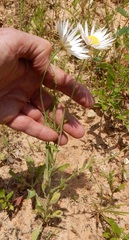 Aphanostephus skirrhobasis