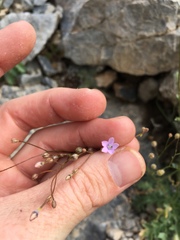 Gilia scopulorum