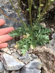 Gilia scopulorum