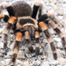 Mexican Orangeknee Tarantula - Photo (c) Alan Rockefeller, some rights reserved (CC BY), uploaded by Alan Rockefeller