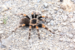 Brachypelma hamorii