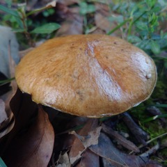 Suillus cothurnatus