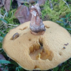 Suillus cothurnatus