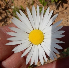 Aphanostephus skirrhobasis