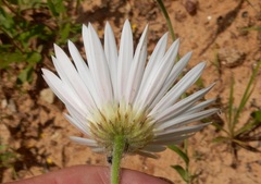 Aphanostephus skirrhobasis