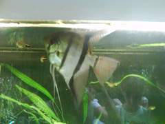 Pterophyllum scalare