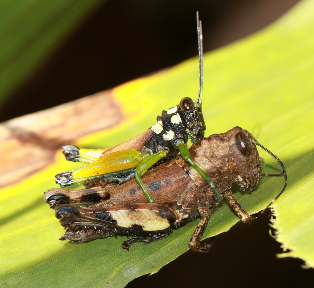 Alectorolophus deceptor