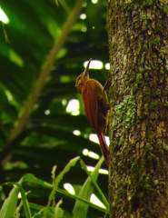 Dendrocolaptes sanctithomae