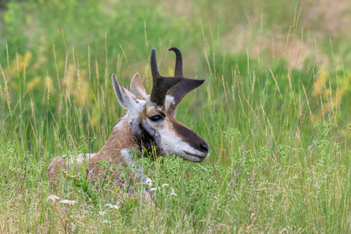 Pronghorn photographed in Montana
