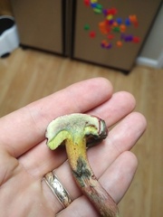 Hortiboletus campestris