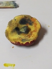 Hortiboletus campestris