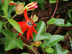 Passiflora manicata