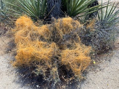 Cuscuta denticulata