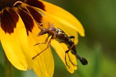 Strangalia virilis