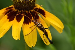 Strangalia virilis