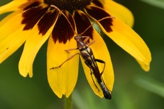 Strangalia virilis