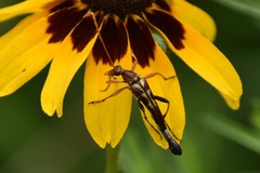 Strangalia virilis