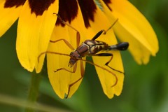 Strangalia virilis