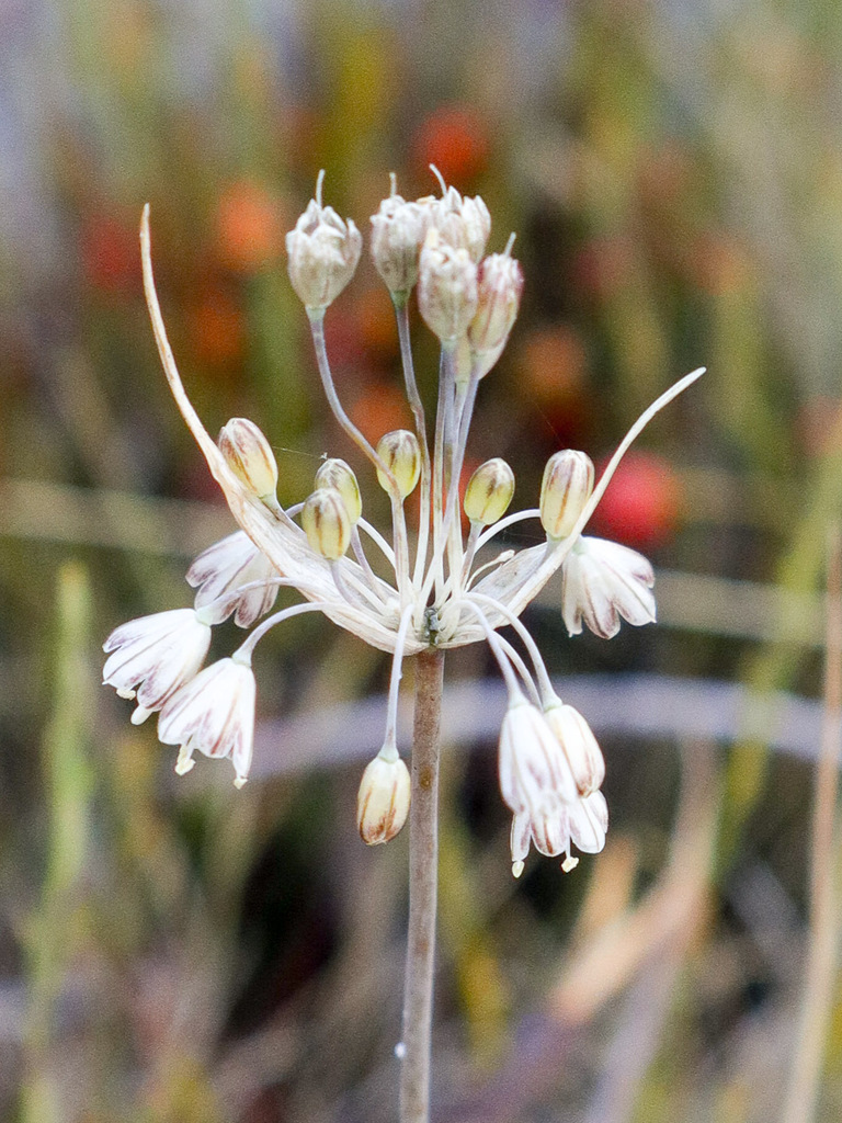 Allium savii