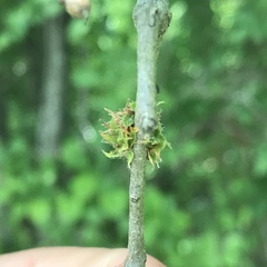 Dryocosmus floridensis