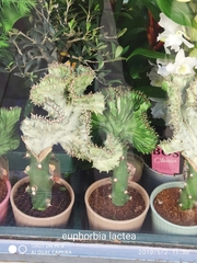 Euphorbia lactea