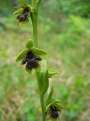 Ophrys insectifera aymoninii