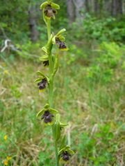 Ophrys insectifera aymoninii