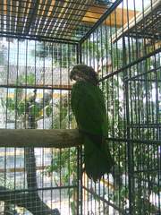 Deroptyus accipitrinus