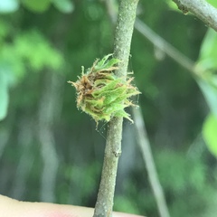 Dryocosmus floridensis