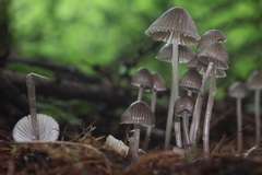 Mycena abramsii
