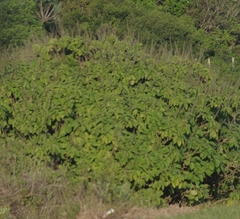 Coleus barbatus grandis