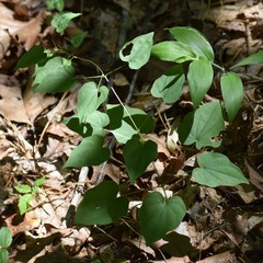 Dioscorea villosa