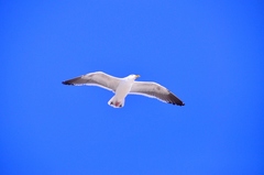 Larus occidentalis